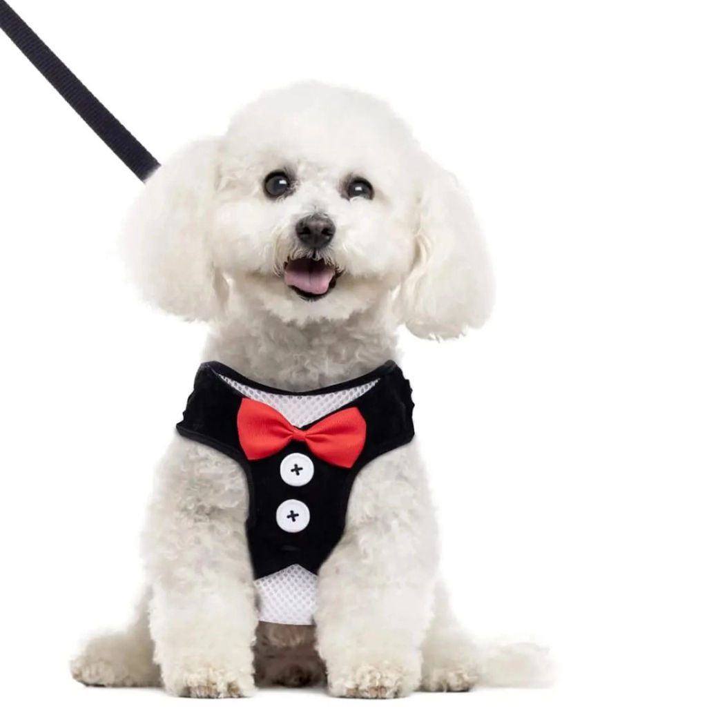 Шлейка с поводком для мелких пород собак и кошек "LAPUSIK", цвет черный, размер S