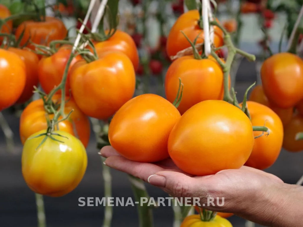 Томат Мальта - Партнер фото 3