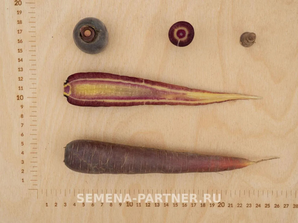 Морковь Пёрпл Сан - Партнер фото 4