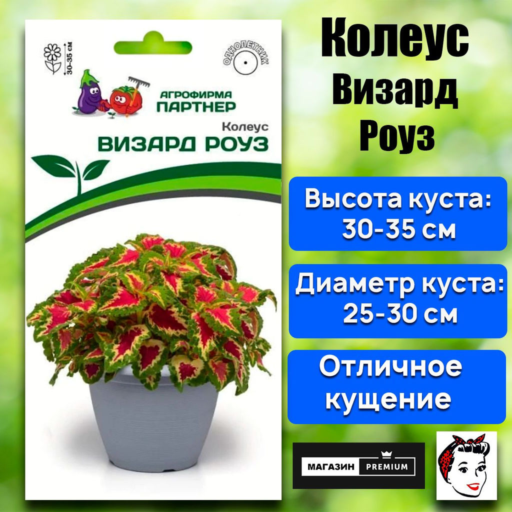 3312P Колеус ВИЗАРД РОУЗ / шлемниковидный 10шт