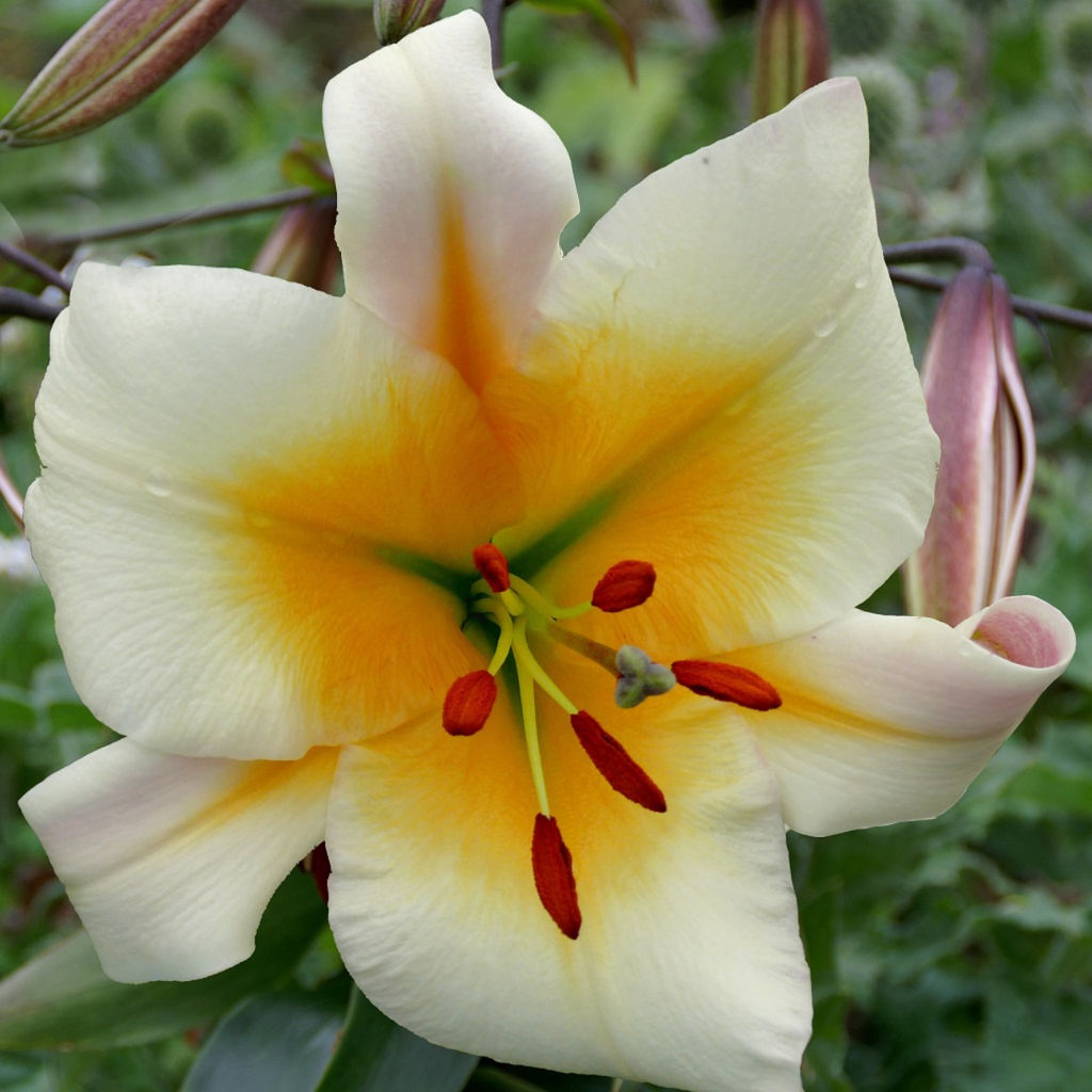 ЛИЛИЯ Мисс Пекулиар Разбор 12/14 Кол-во упак., шт 5