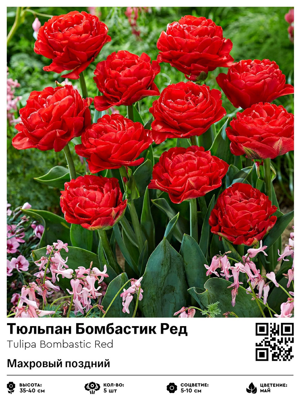 Тюльпан Bombastic Red (Махровый поздний) - Голландские луковицы фото 2