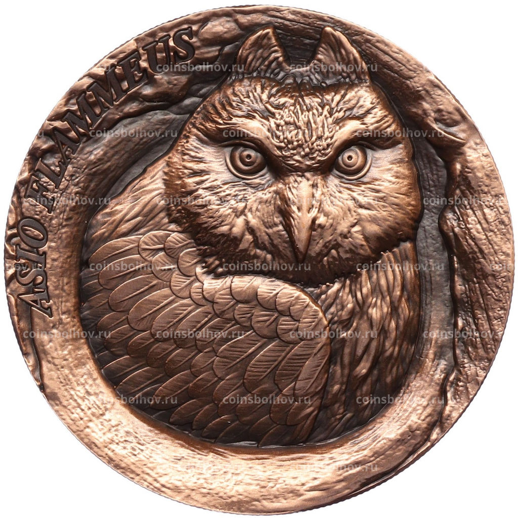 Монета 25 центов 2025 года Самоа Болотная сова