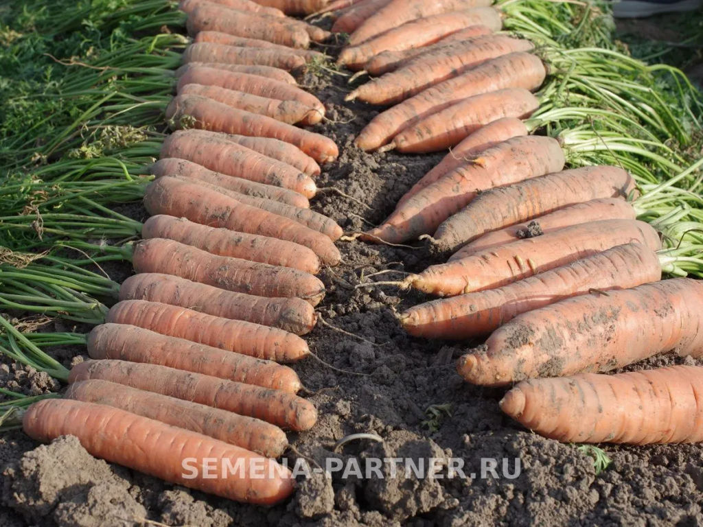 Морковь Страна Чудес - Партнер фото 3