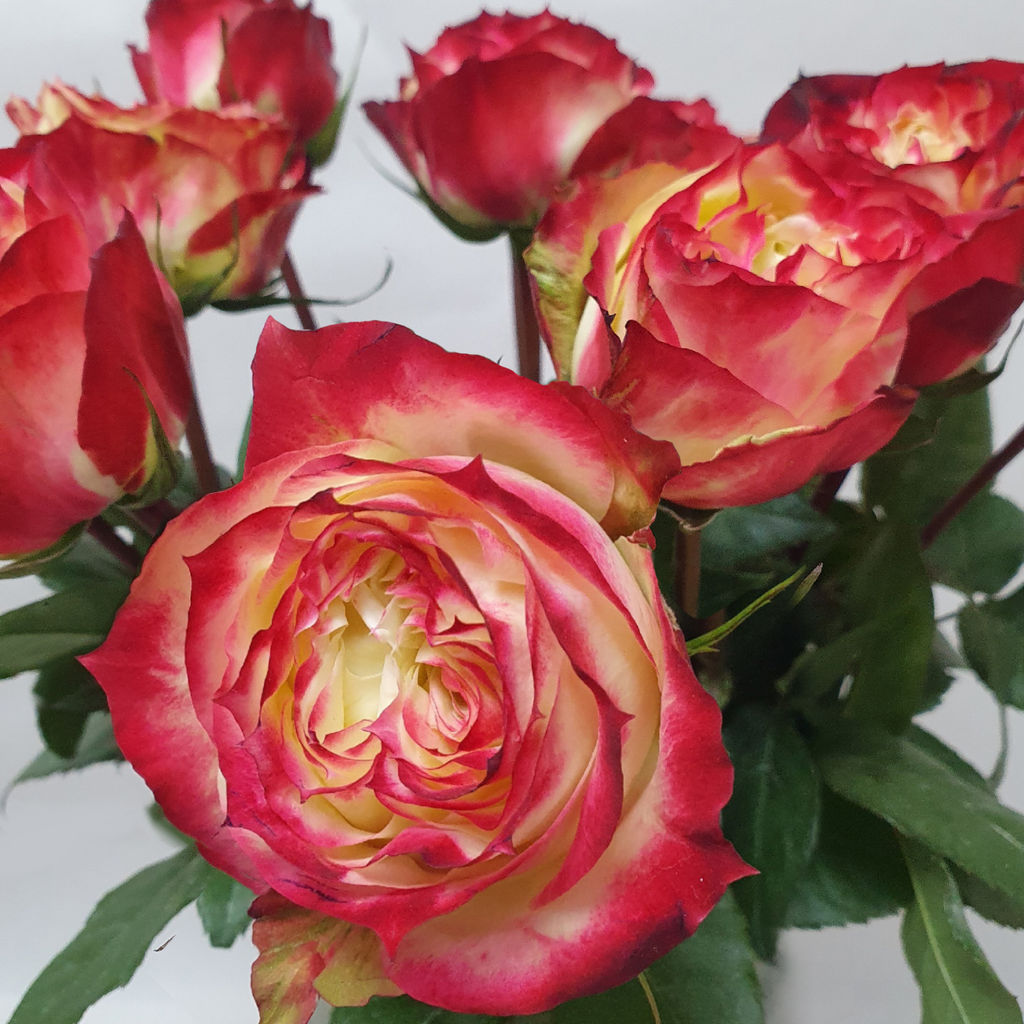 Роза Эппл Джек (Чайно-гибридная) 1шт