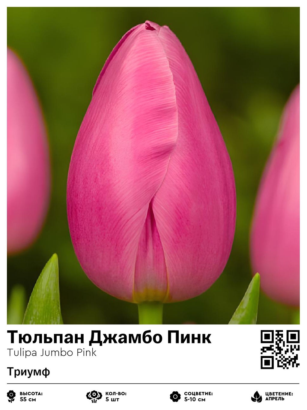 Тюльпан Jumbo Pink (Триумф) - Голландские луковицы фото 2