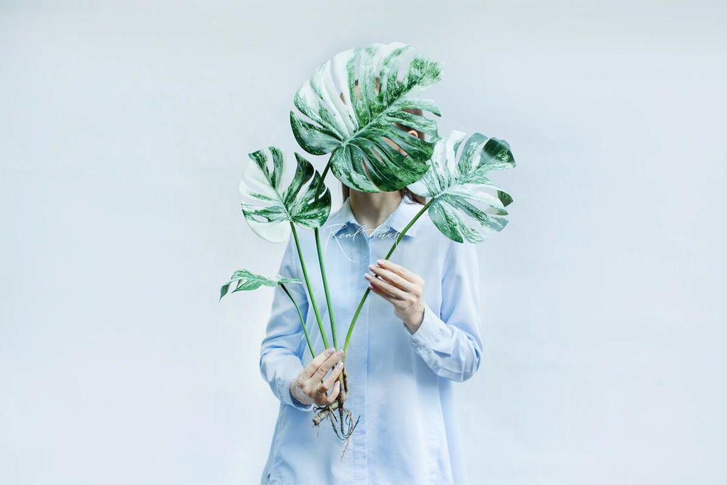 Куст вариегатной монстеры из 4 листьев с корнями - Бело-зеленый