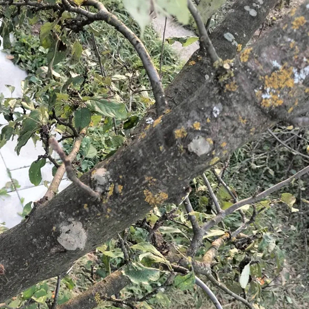 Средство для растений Мастика садовая 0,5кг, 9х7х5см, бактерицидная (Россия) - Домашняя мода фото 6