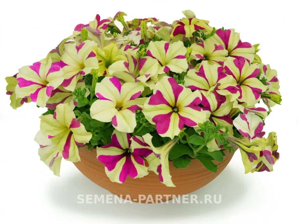 Петуния Софистика Лайм Биколор кустовая крупноцветковая - Партнер фото 5