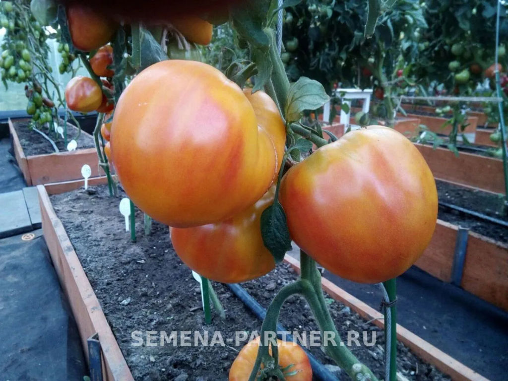 Томат Сокровище Инков - Партнер фото 8
