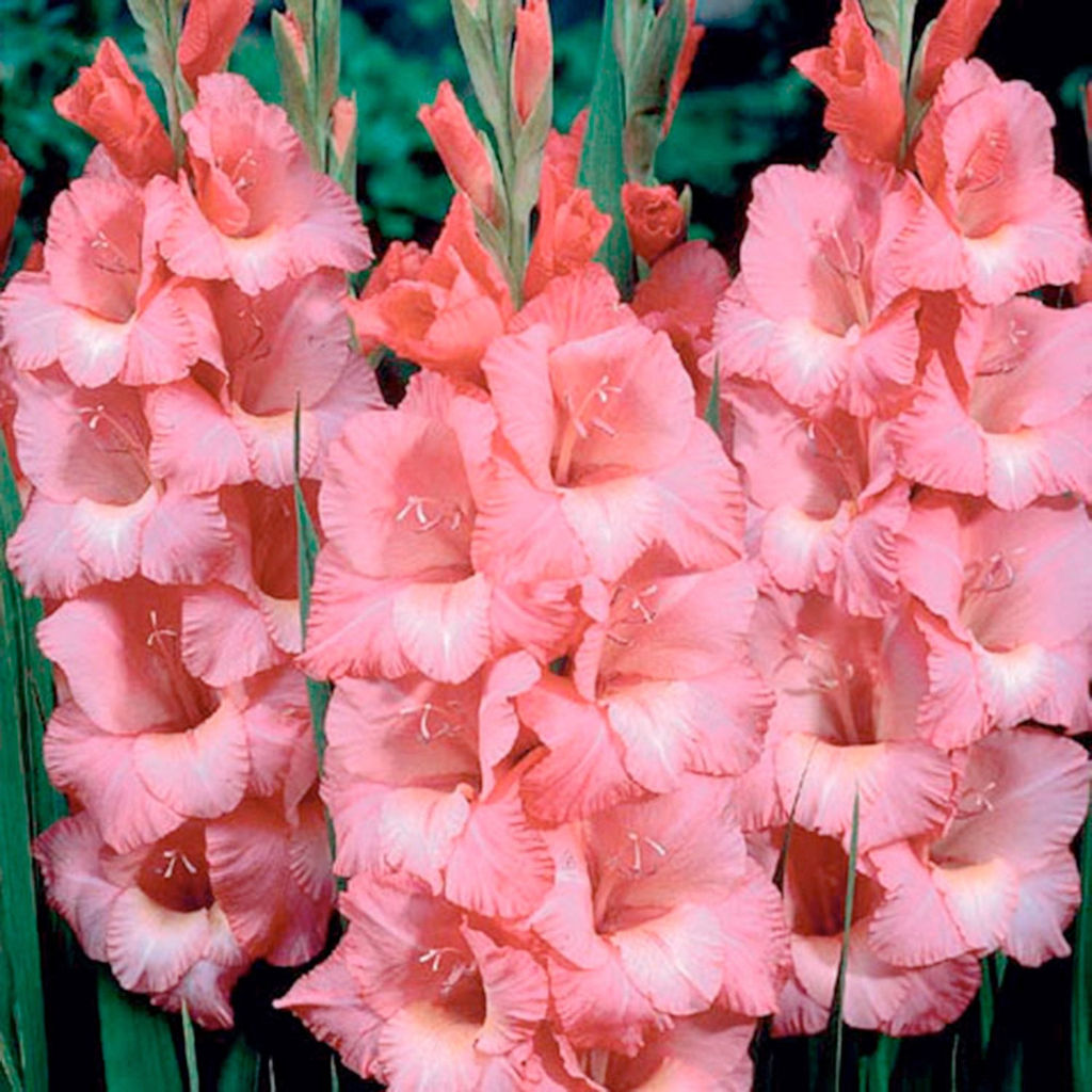 ГЛАДИОЛУС Виста Разбор 10/12 Кол-во упак., шт 10