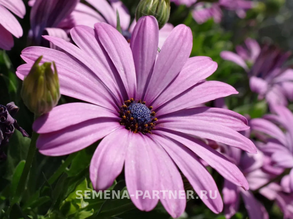 Остеоспермум Эклона Звезды Галактики Туманность Андромеды - Партнер фото 3