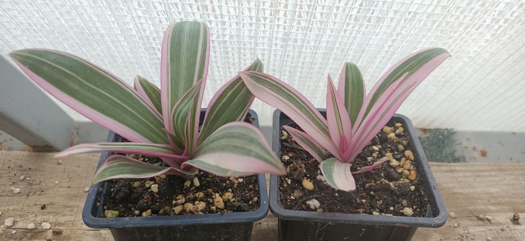 Традесканция Рео Триколор - 1000корней фото 2