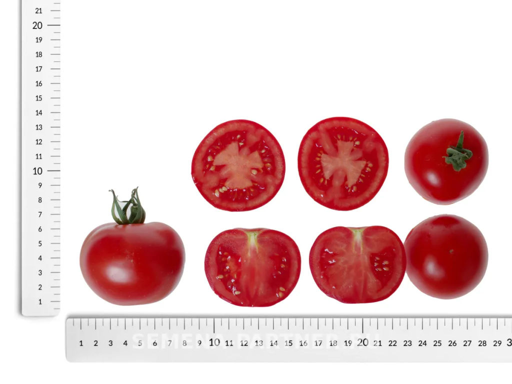 Томат Дерзкий Франк - Партнер фото 6