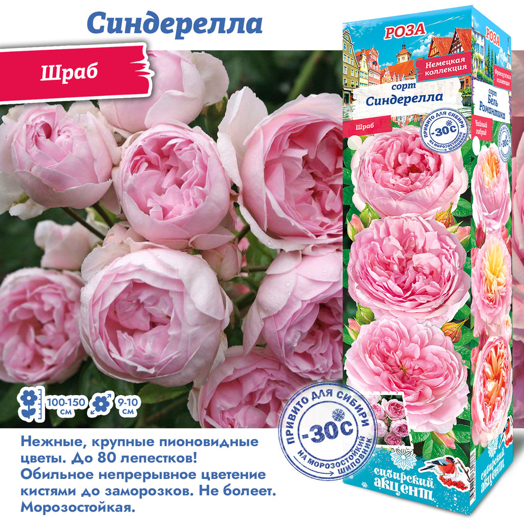 Роза Синдерелла (Шраб) 1шт