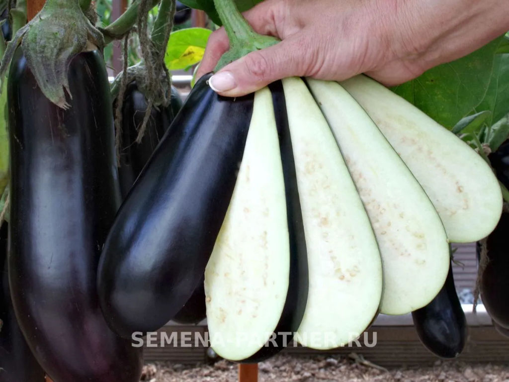 Баклажан Андрюша - Партнер фото 4