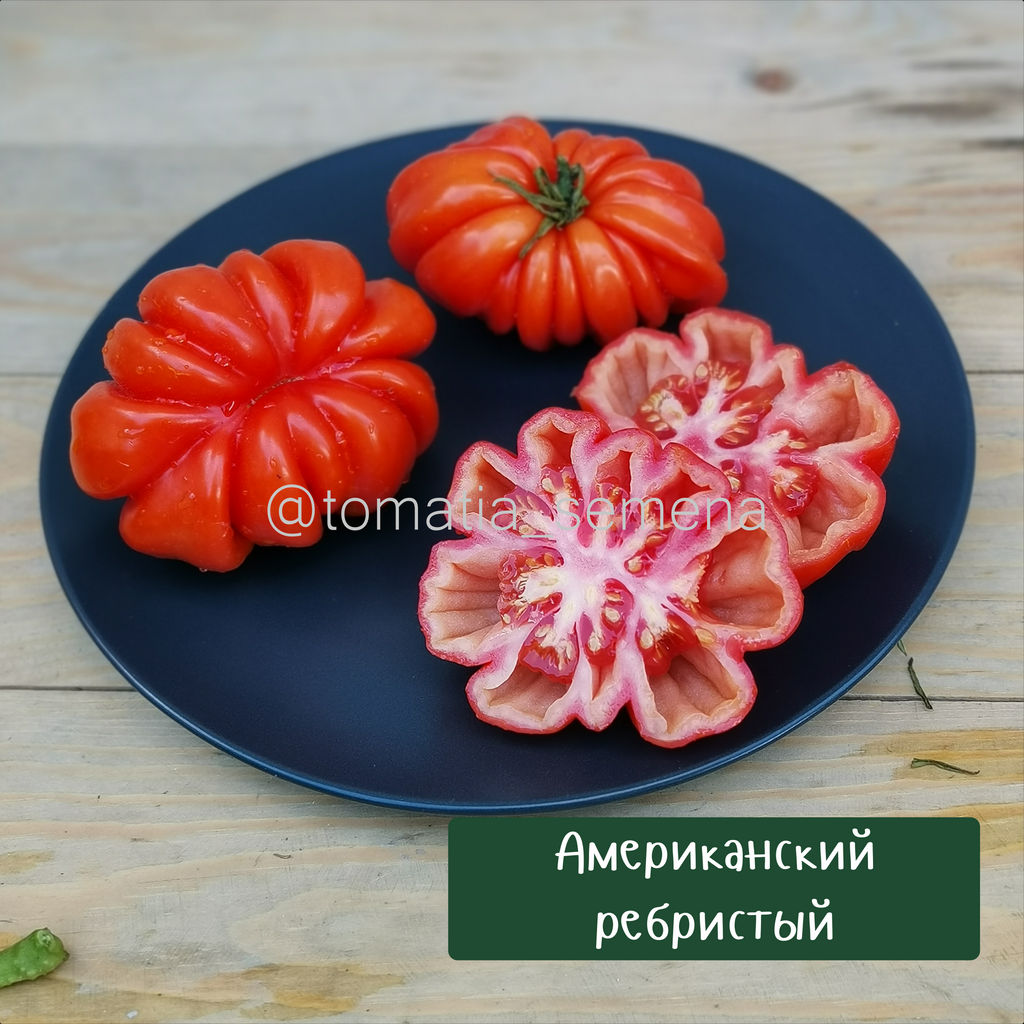 Американский ребристый - Tomatia фото 4