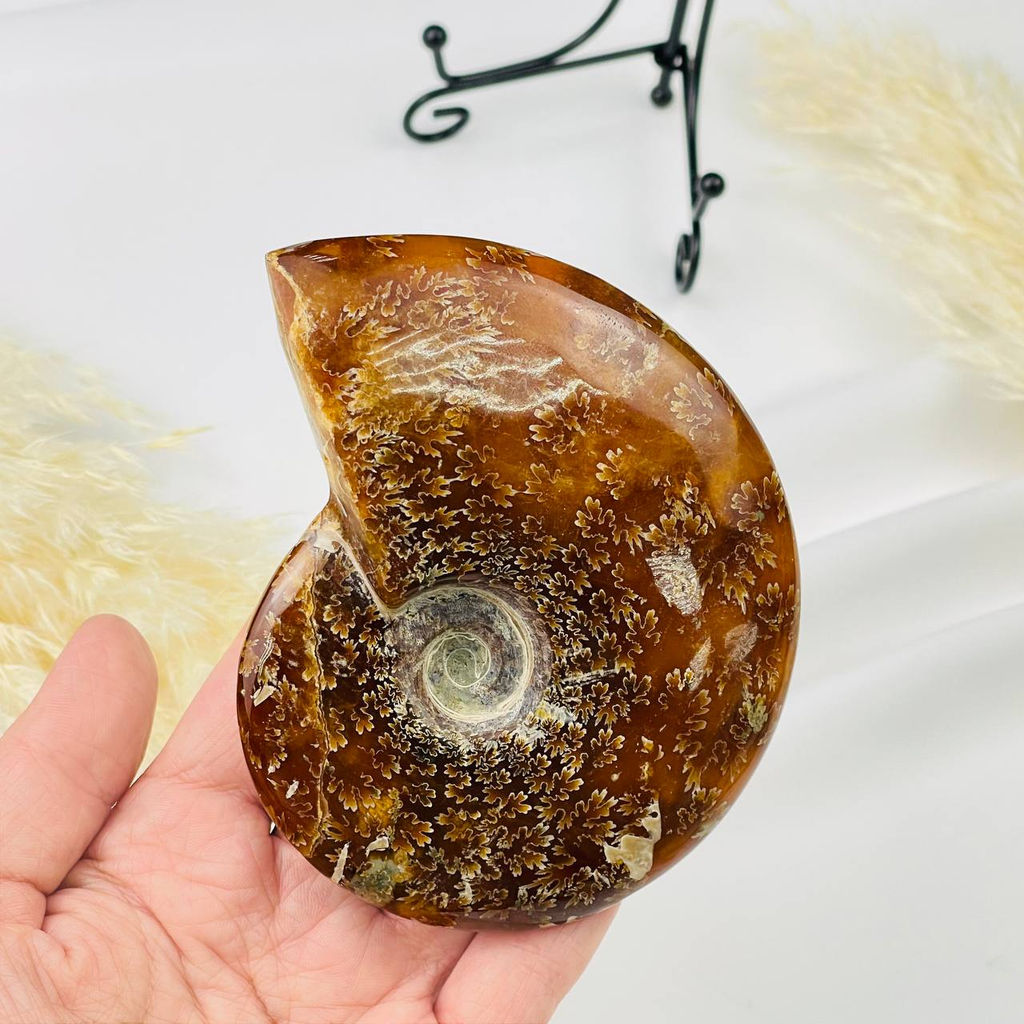 Аммонит на подставке - Радуга самоцветов фото 2