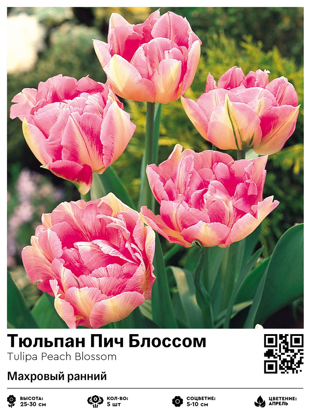 Тюльпан Peach Blossom (Махровый ранний) - Голландские луковицы фото 2