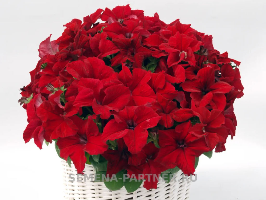 Петуния Кэнди Джолиана прямостоячая красная - Партнер фото 3