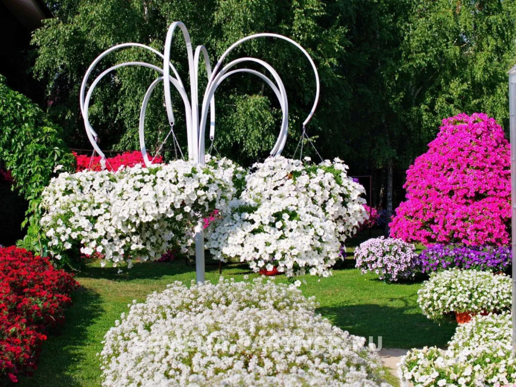 Петуния Зацветёт Long Айс Квин многоцветковая ампельная - Партнер фото 6