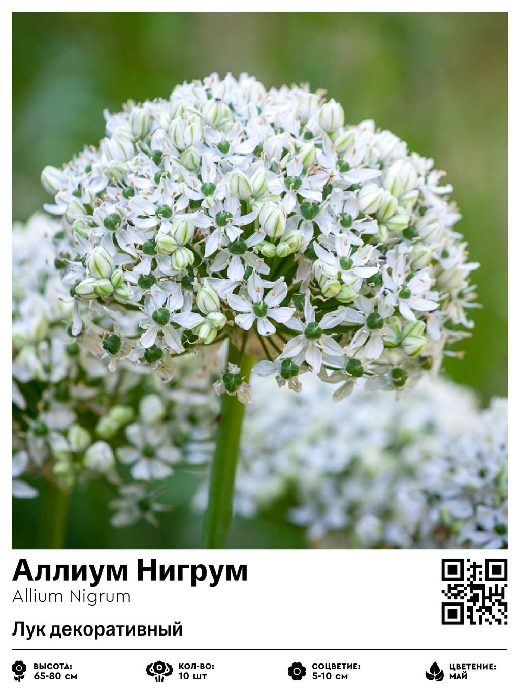 Аллиум Nigrum (Лук декоративный) - Голландские луковицы фото 2