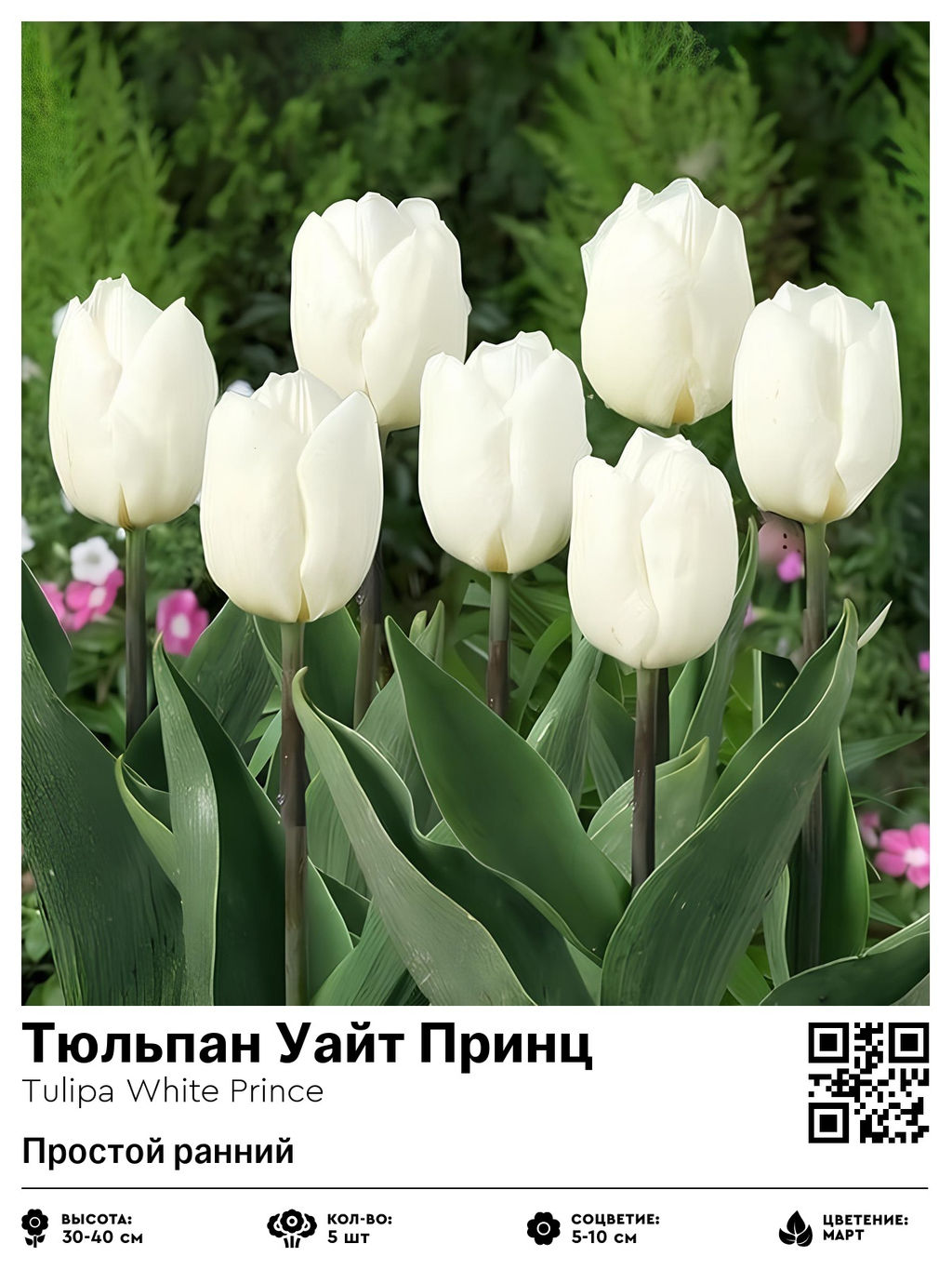 Тюльпан White Prince (Простой ранний) - Голландские луковицы фото 2