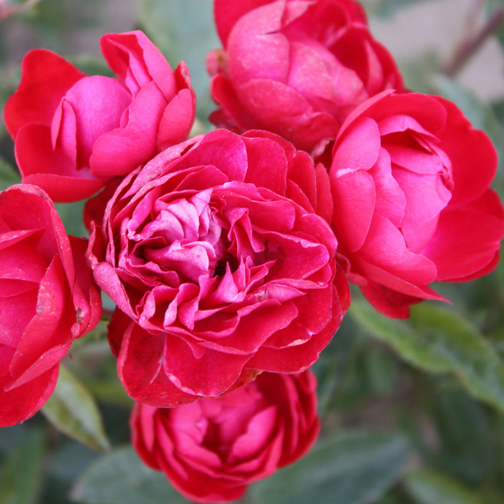 Роза полиантовая Мосдаг