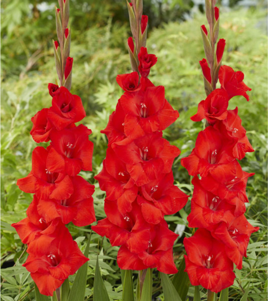 ГЛАДИОЛУС Тоскана Разбор 10/12 Кол-во упак., шт 8