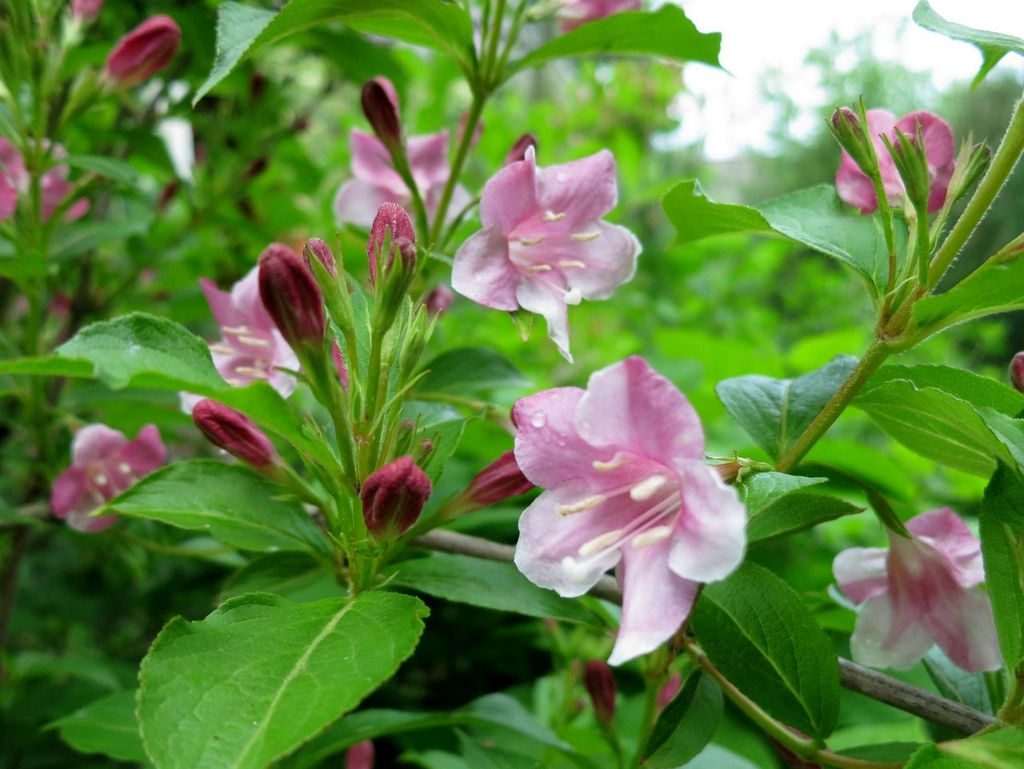 Вейгела раннецветущая Розеа 2 года ЗКС тара 2л высота 15-30см. - Наша дача фото 4