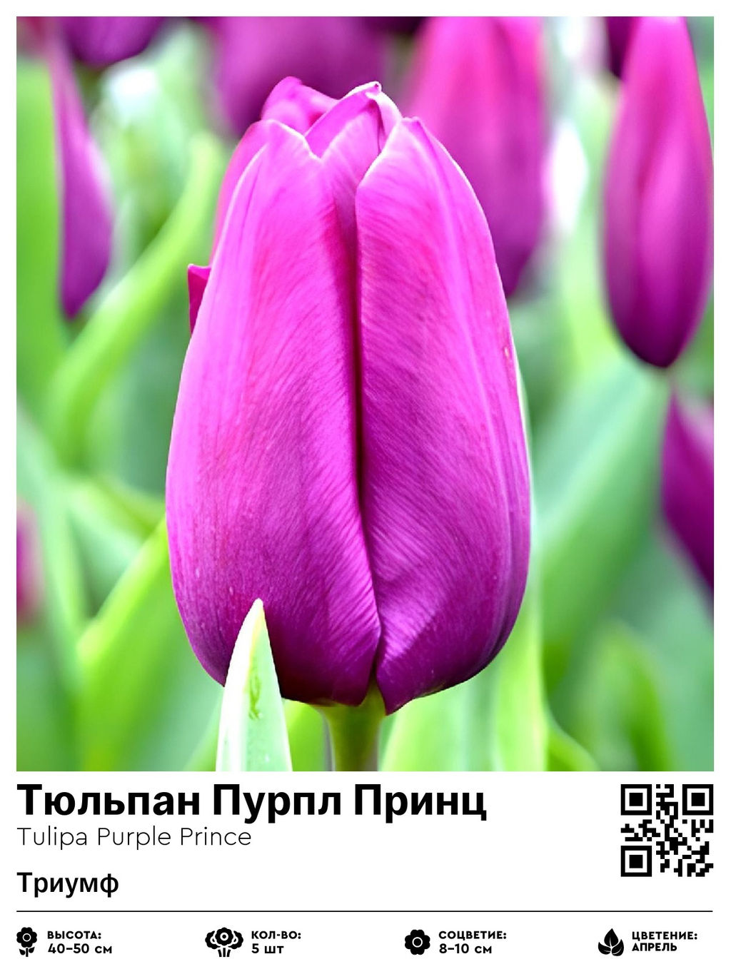 Тюльпан Purple Prince (Триумф) - Голландские луковицы фото 6