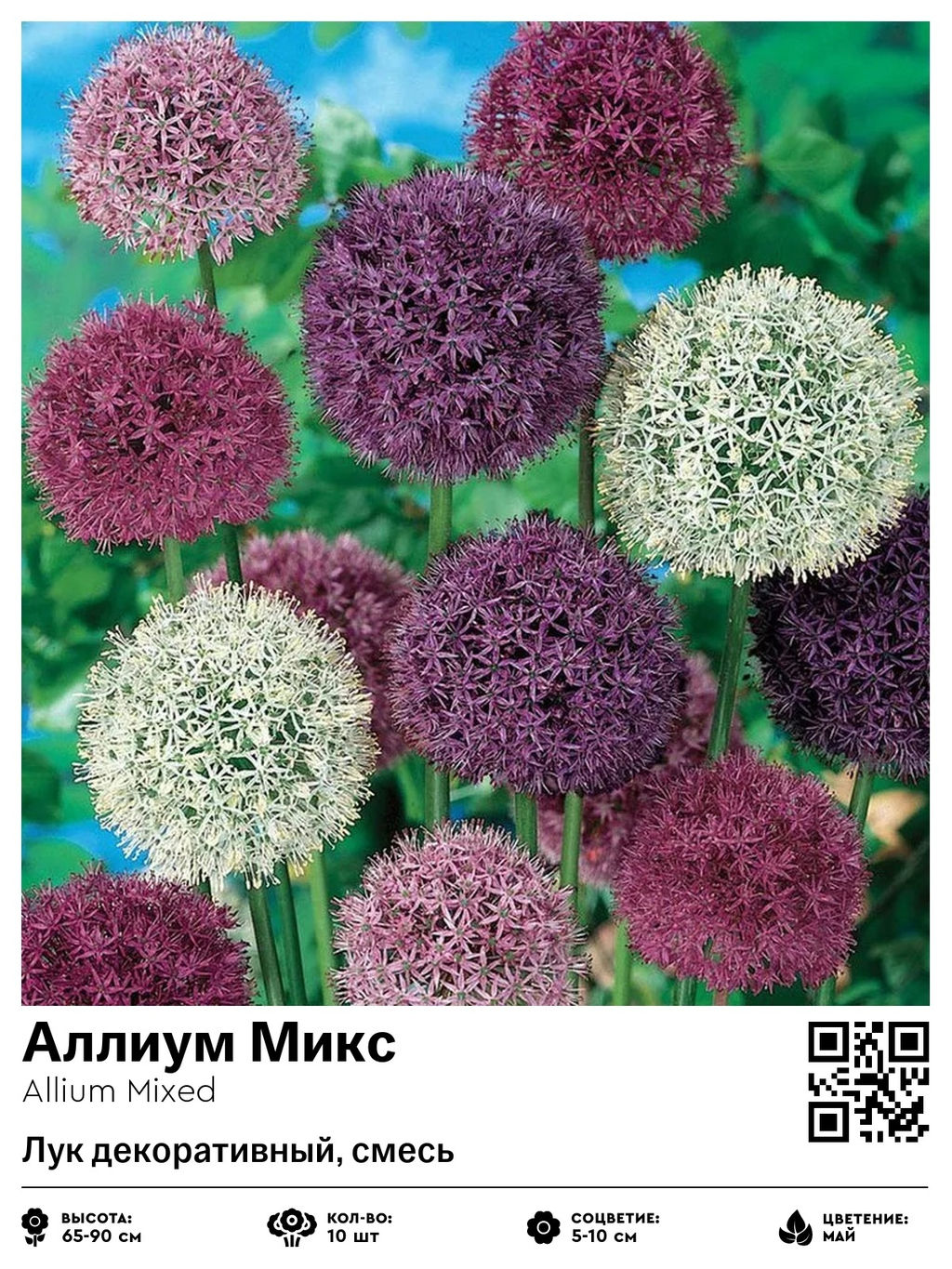 Аллиум Mixed (Лук декоративный) - Голландские луковицы фото 2