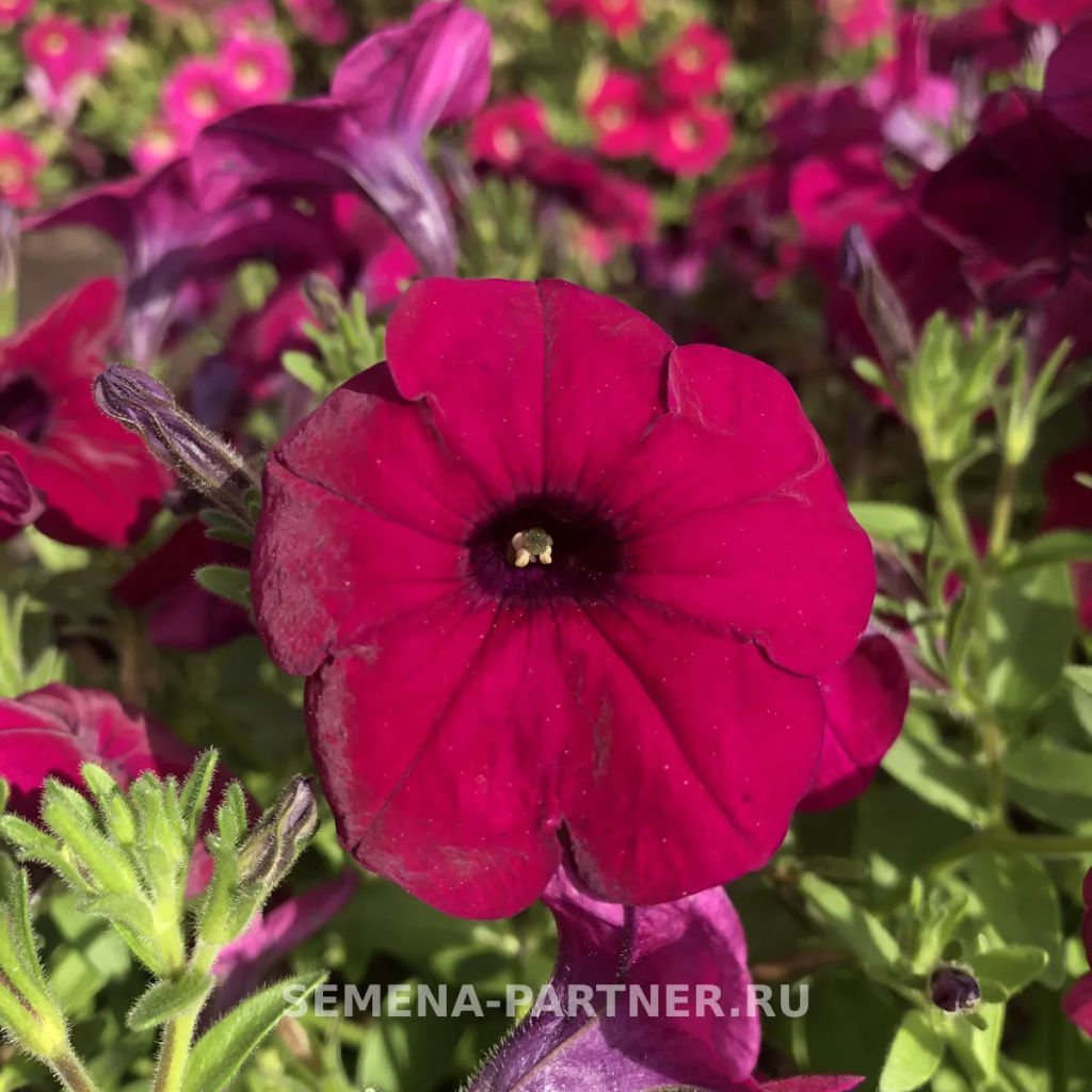 Петуния Амбре Габриэла каскадная фиолетовая - Партнер фото 5