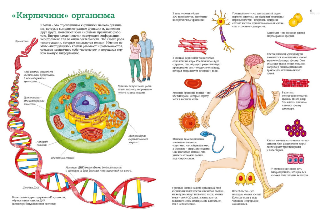 Тело человека. Атлас анатомии в картинках. Барсотти Э. - Махаон фото 4