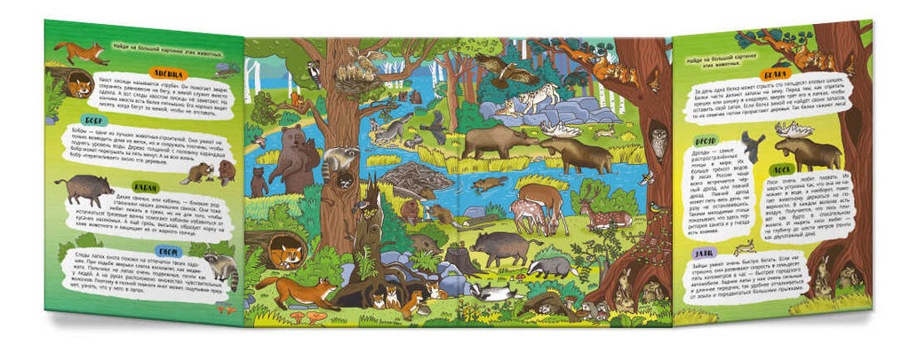 Книжка-картинка для детей. Серия Найди, покажи, узнай арт. 59045 ЗЕЛЁНЫЙ ЛЕС - Феникс+ фото 3