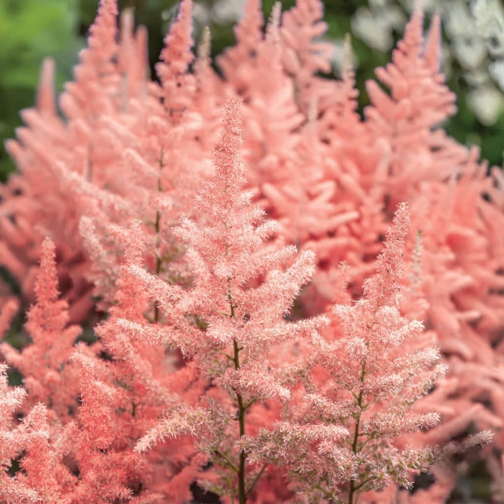 Астильба Peach Blossom (Японская) - Голландские луковицы фото 2