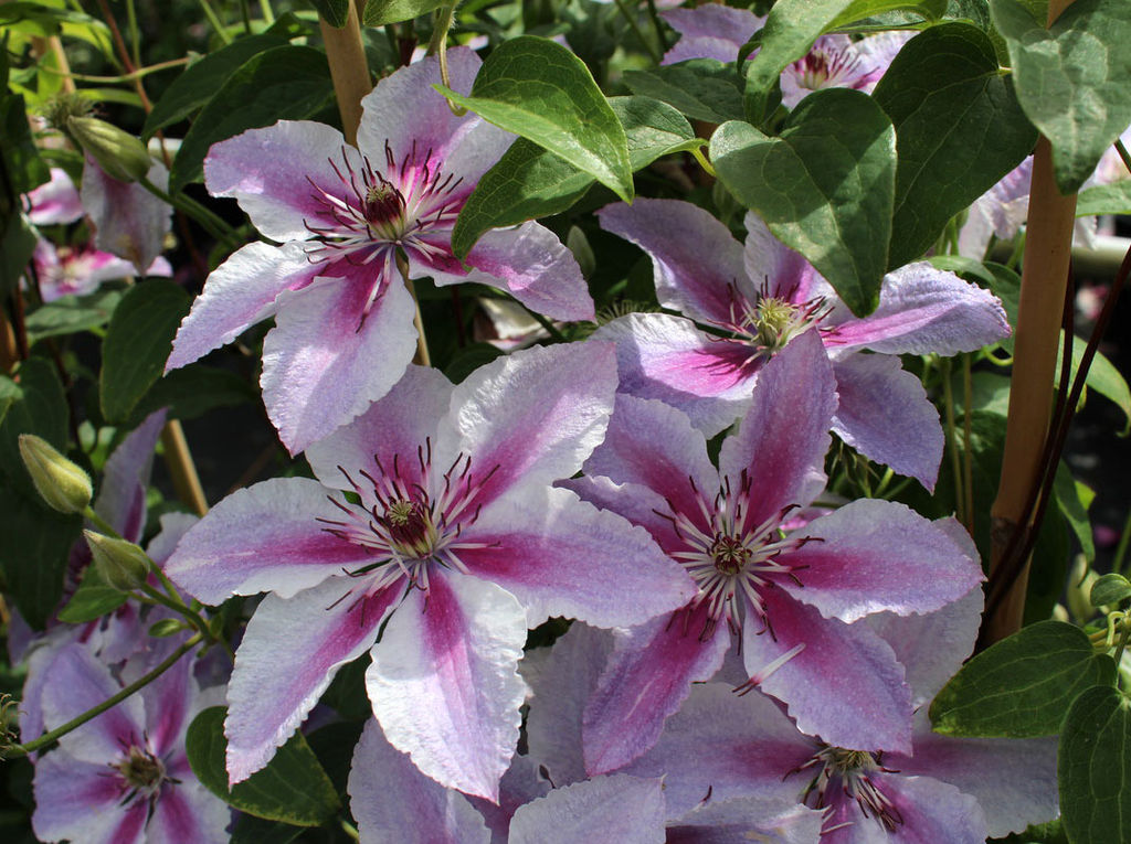 КЛЕМАТИС Дариус Разбор I Кол-во упак., шт 2