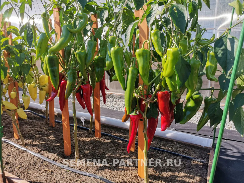 Перец сладкий Самандер - Партнер фото 3