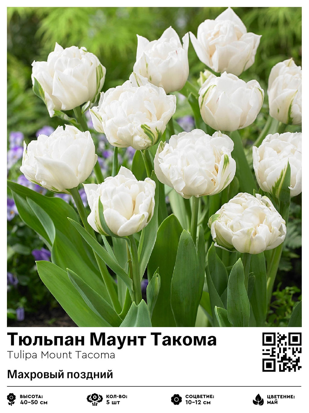 Тюльпан Mount Tacoma (Махровый поздний) - Голландские луковицы фото 5