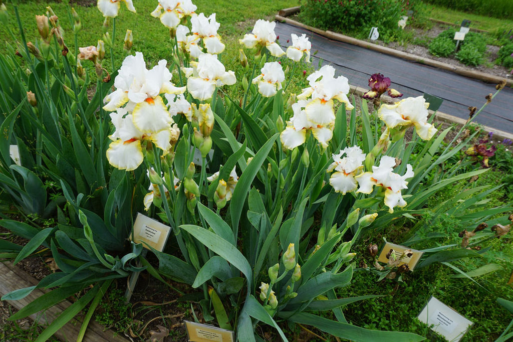 Ирис Halloween Halo (Германский) - Голландские луковицы фото 2