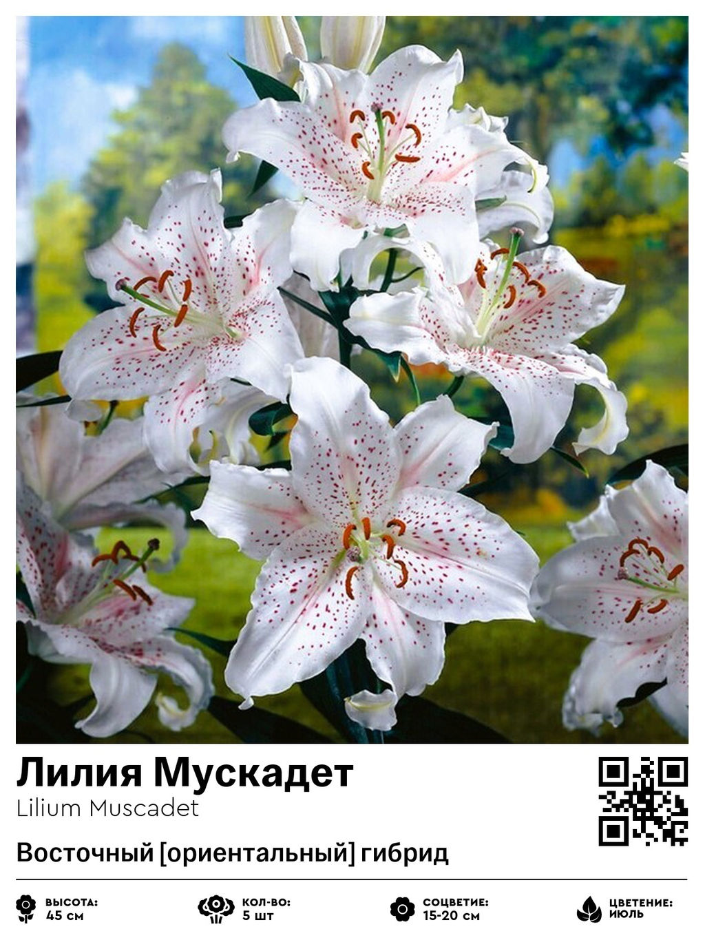 Лилия Мускадет (Восточный ориентальный гибрид)