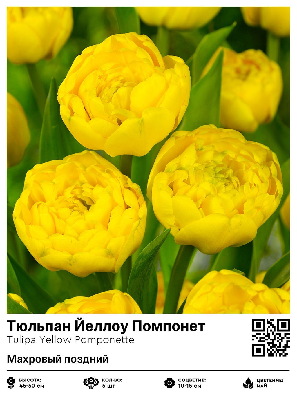 Тюльпан Yellow Pomponette (Махровый поздний) - Голландские луковицы фото 2