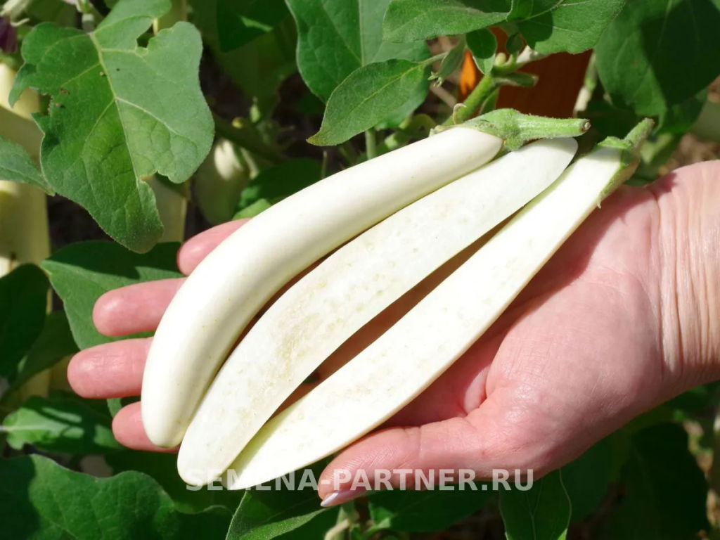 Баклажан Мотя - Партнер фото 4