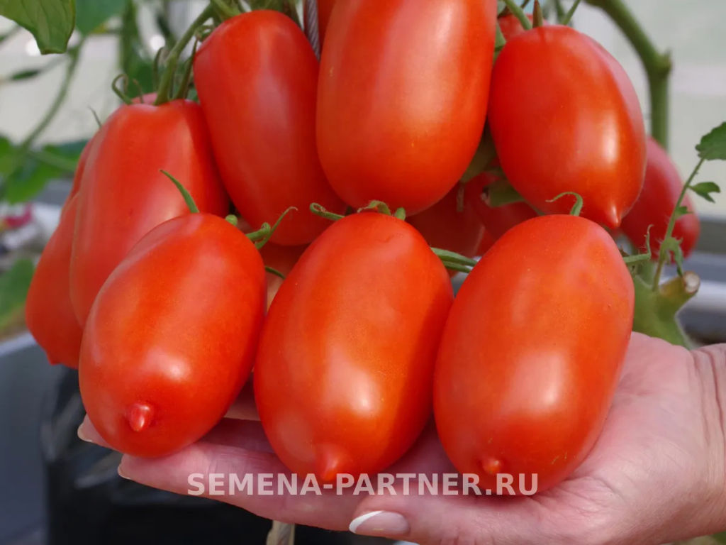 Томат Жара - Партнер фото 5