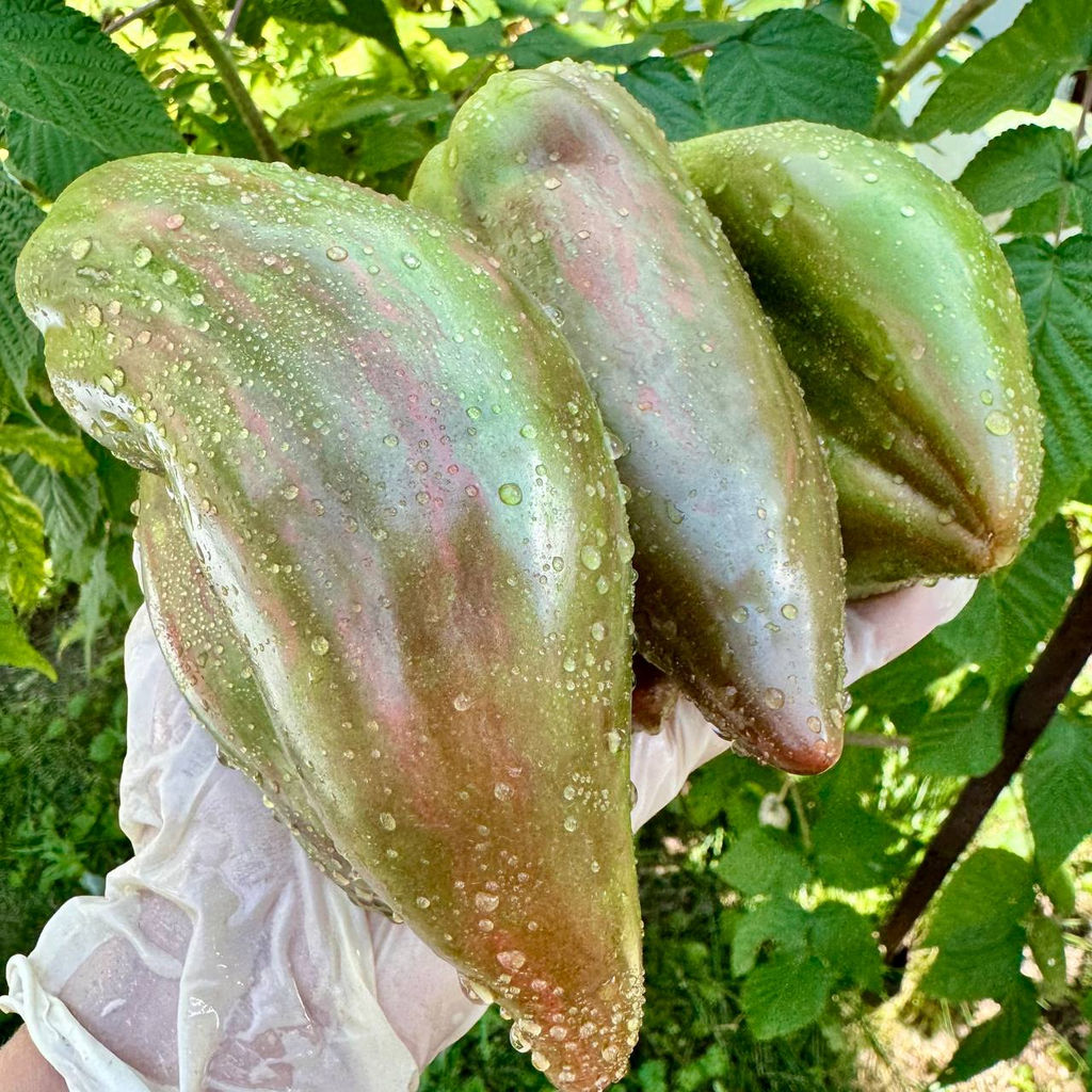 Черный тюльпан НОВИНКА 2025 года!