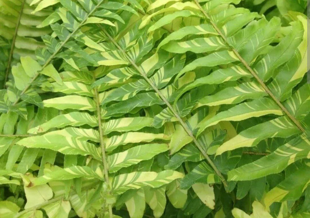 Папоротник Тигр