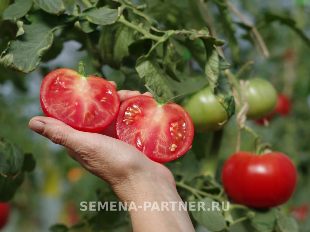 Томат Наша Маша F1 - Партнер фото 4