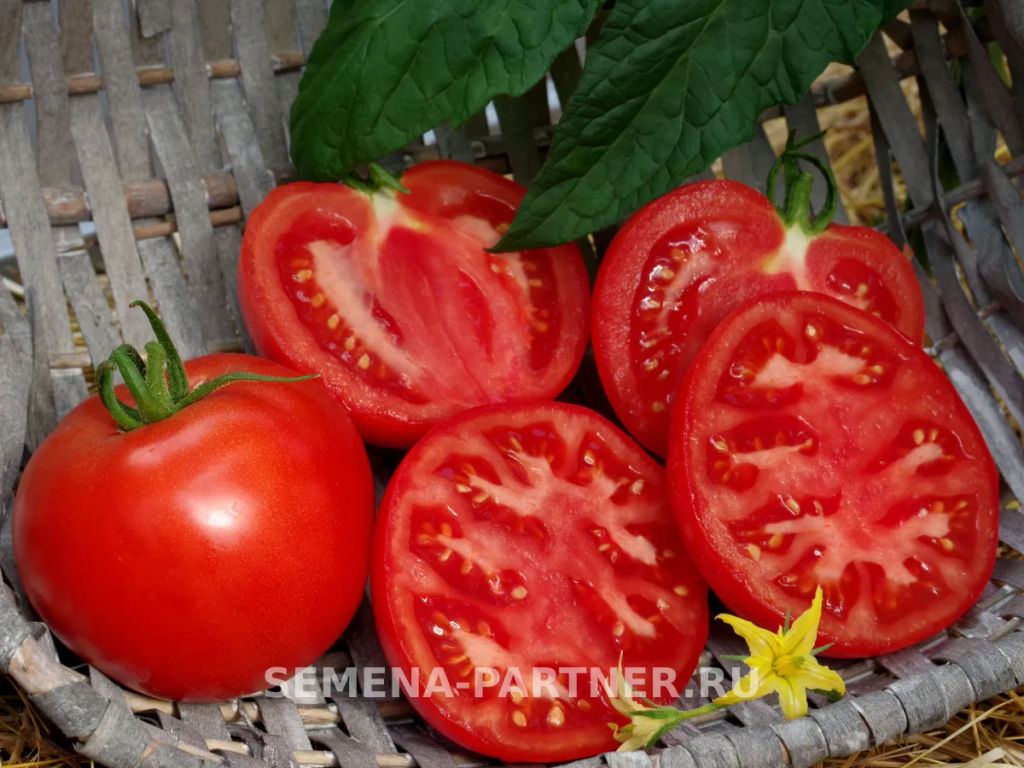 Томат Колорит - Партнер фото 3