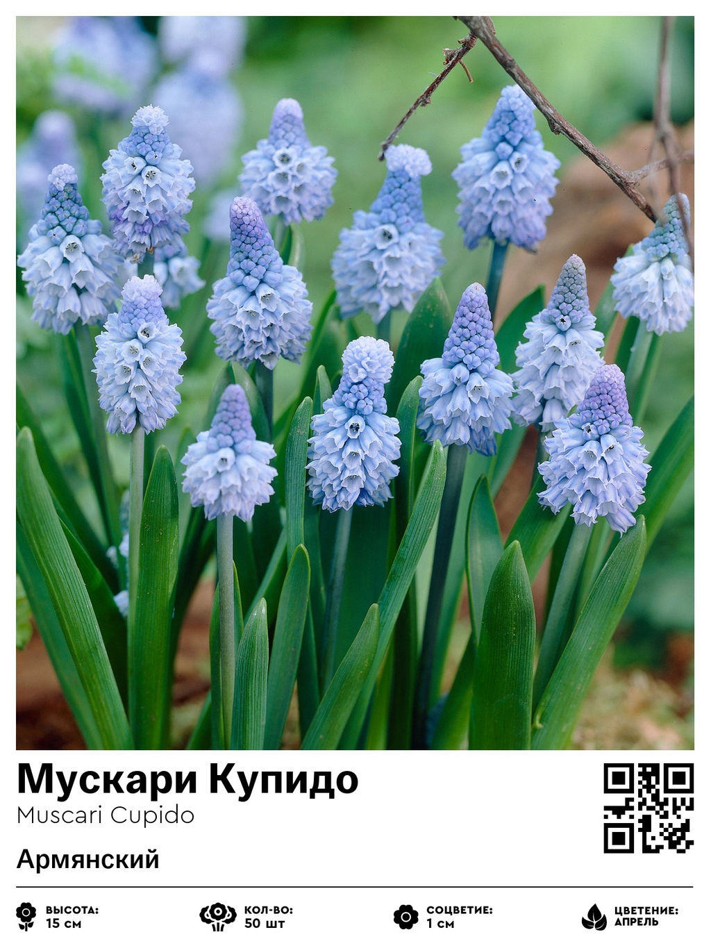 Мускари Cupido - Голландские луковицы фото 2