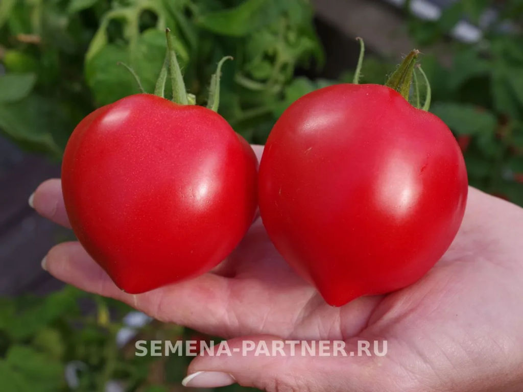 Томат Анфиса - Партнер фото 5